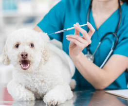 dog vaccinations in Pearl