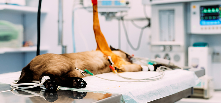  animal hospital veterinary surgical-process