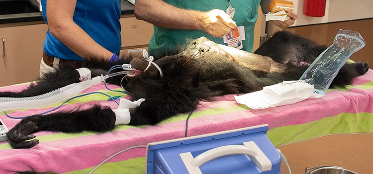Wilmington animal hospital veterinary surgical-process
