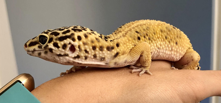  vet care for reptiles surgery in Winchester