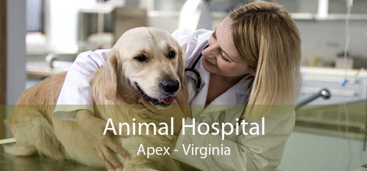Animal Hospital Apex - Virginia