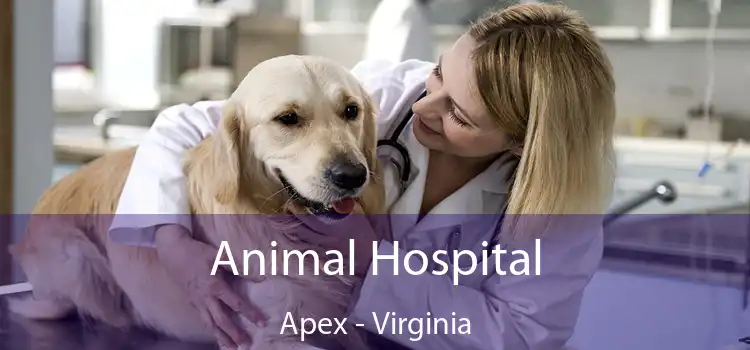 Animal Hospital Apex - Virginia