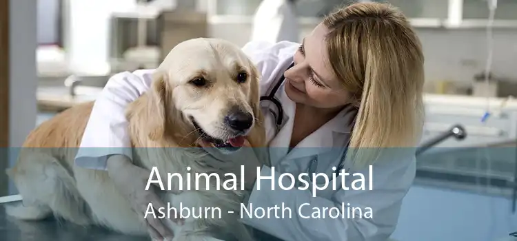 Animal Hospital Ashburn - North Carolina