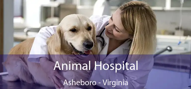 Animal Hospital Asheboro - Virginia