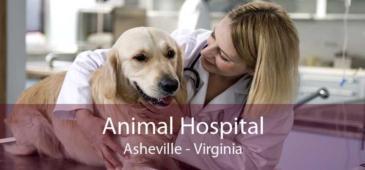 Animal Hospital Asheville - Virginia