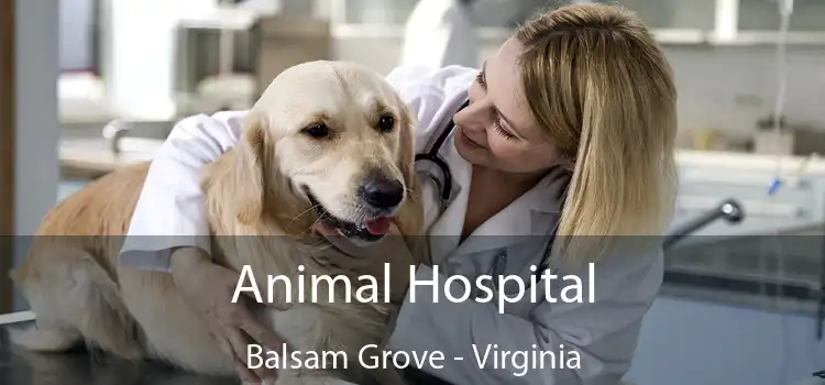 Animal Hospital Balsam Grove - Virginia