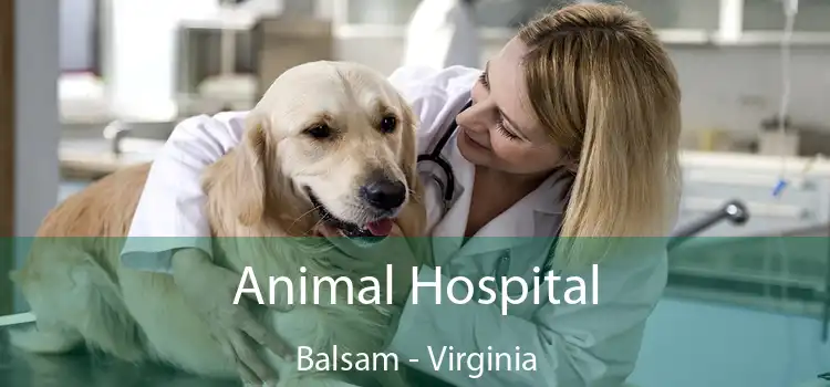 Animal Hospital Balsam - Virginia