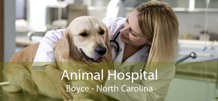 Animal Hospital Boyce - North Carolina