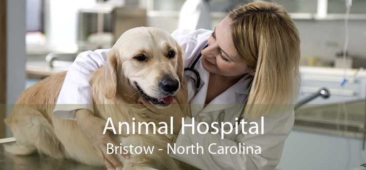 Animal Hospital Bristow - North Carolina