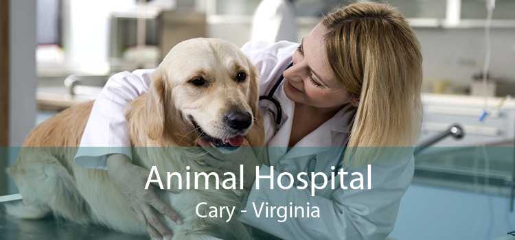 Animal Hospital Cary - Virginia
