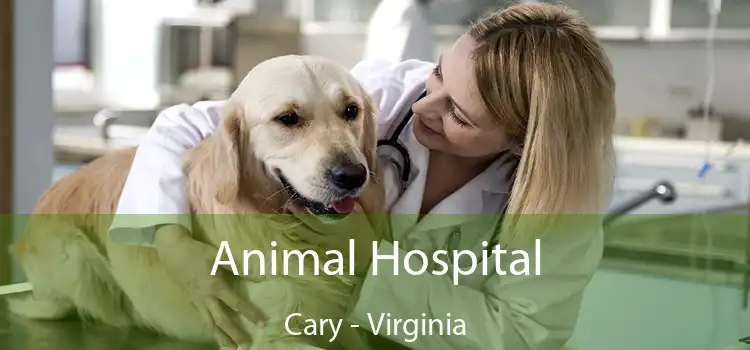 Animal Hospital Cary - Virginia