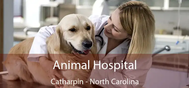 Animal Hospital Catharpin - North Carolina