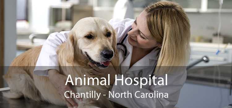 Animal Hospital Chantilly - North Carolina