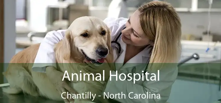 Animal Hospital Chantilly - North Carolina