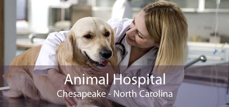 Animal Hospital Chesapeake - North Carolina