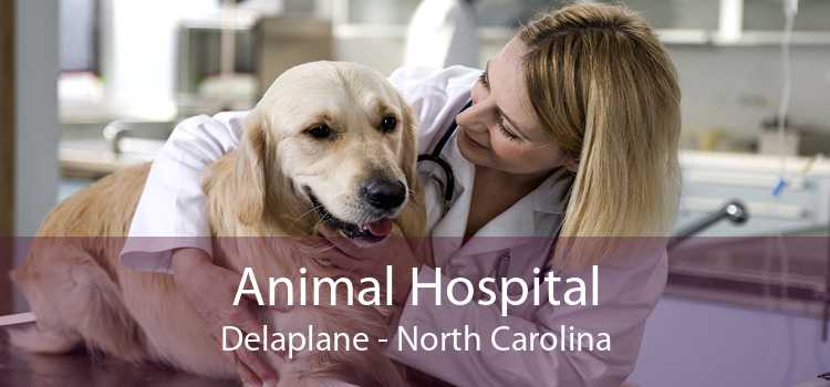 Animal Hospital Delaplane - North Carolina