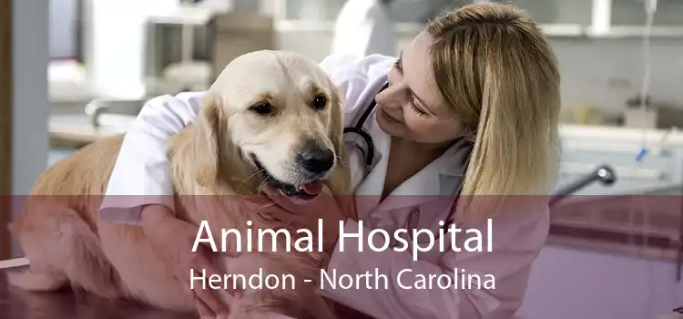 Animal Hospital Herndon - North Carolina