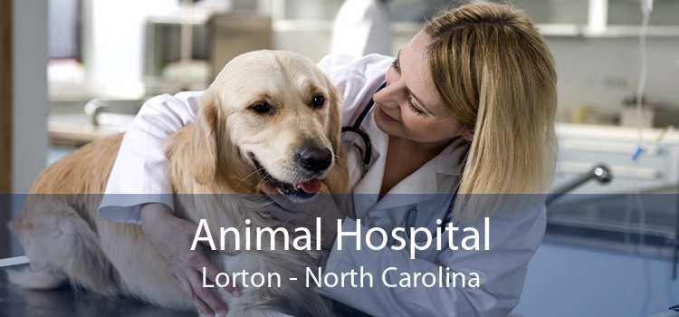 Animal Hospital Lorton - North Carolina