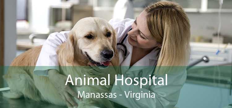 Animal Hospital Manassas - Virginia