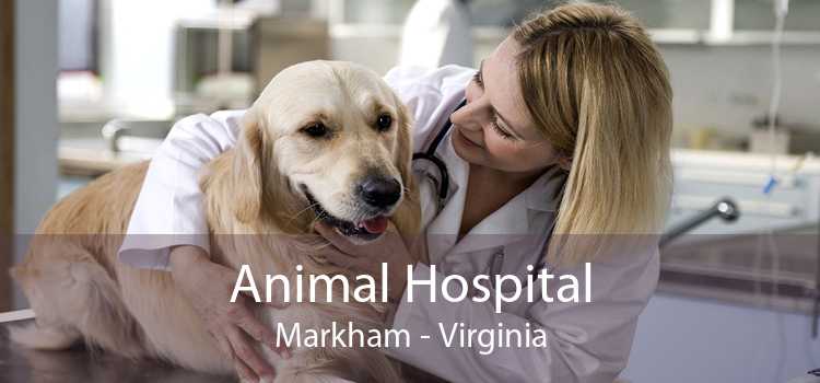 Animal Hospital Markham - Virginia