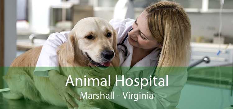 Animal Hospital Marshall - Virginia
