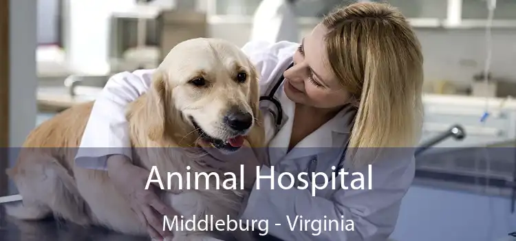 Animal Hospital Middleburg - Virginia