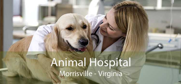 Animal Hospital Morrisville - Virginia