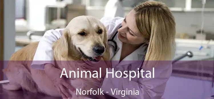 Animal Hospital Norfolk - Virginia