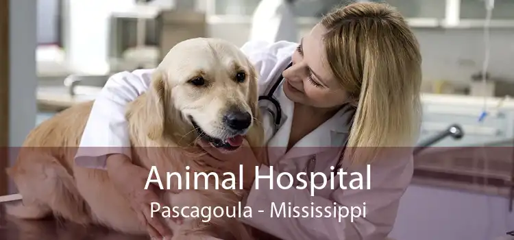 Animal Hospital Pascagoula - Mississippi