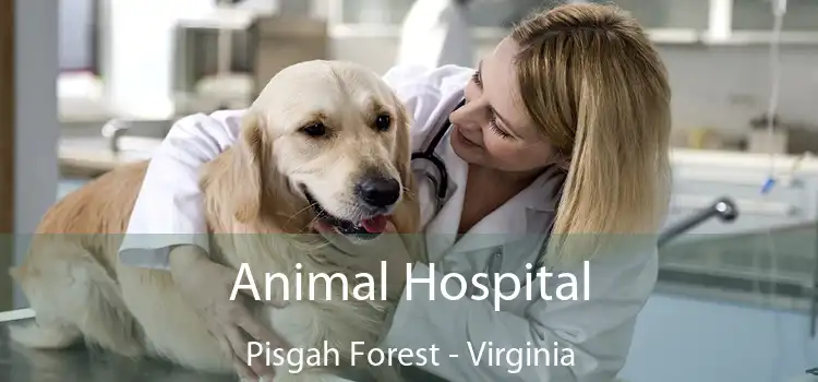 Animal Hospital Pisgah Forest - Virginia