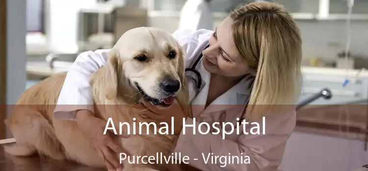 Animal Hospital Purcellville - Virginia