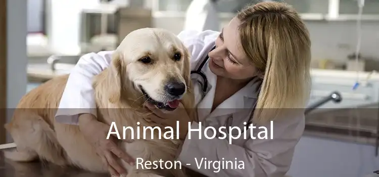 Animal Hospital Reston - Virginia