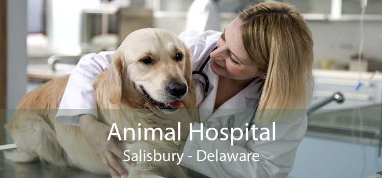 Animal Hospital Salisbury - Delaware