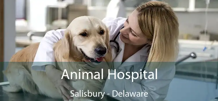 Animal Hospital Salisbury - Delaware