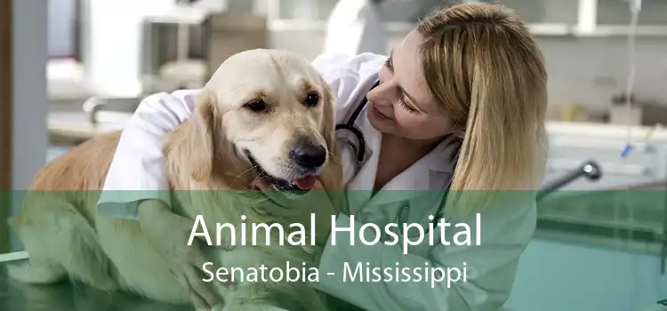 Animal Hospital Senatobia - Mississippi