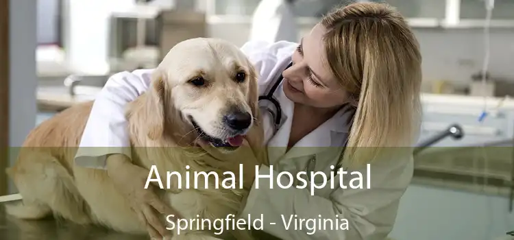 Animal Hospital Springfield - Virginia