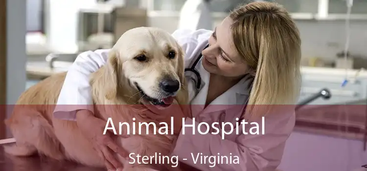 Animal Hospital Sterling - Virginia