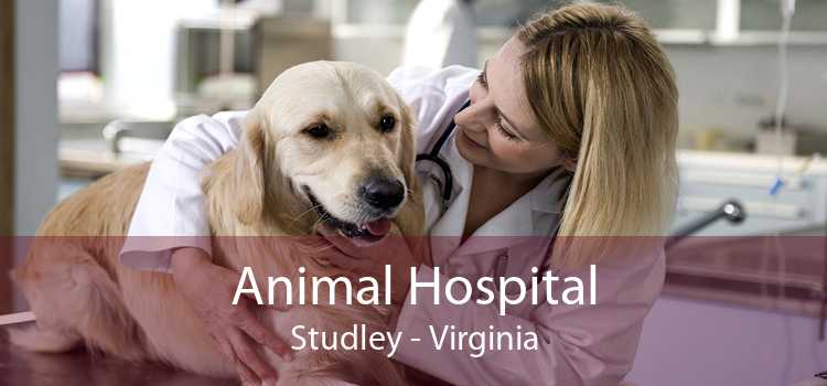 Animal Hospital Studley - Virginia