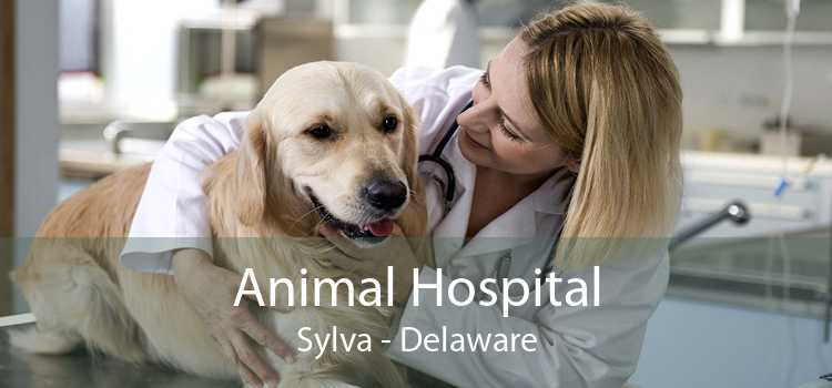 Animal Hospital Sylva - Delaware
