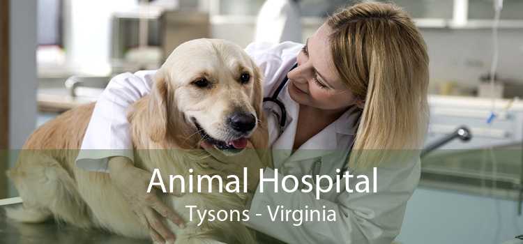 Animal Hospital Tysons - Virginia