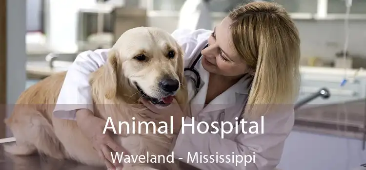 Animal Hospital Waveland - Mississippi