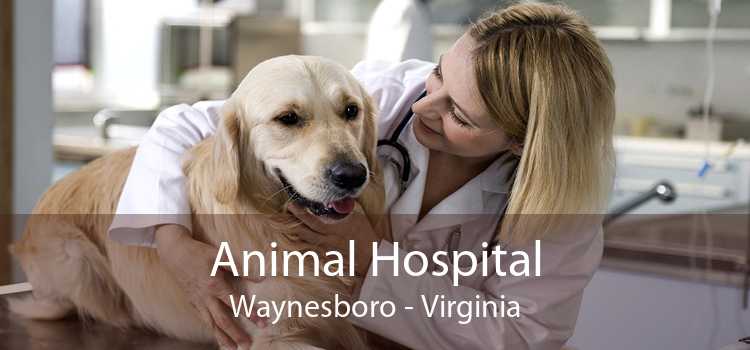 Animal Hospital Waynesboro - Virginia