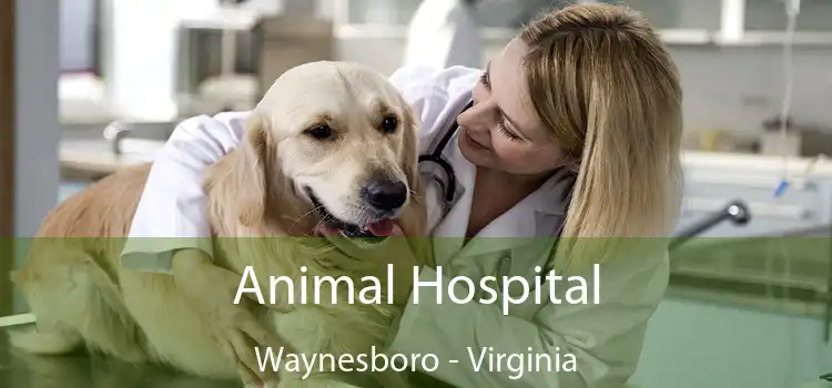 Animal Hospital Waynesboro - Virginia