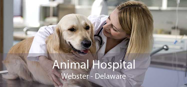 Animal Hospital Webster - Delaware
