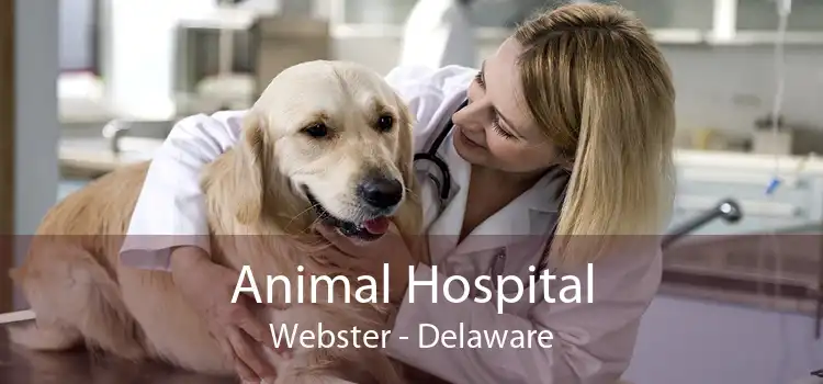 Animal Hospital Webster - Delaware