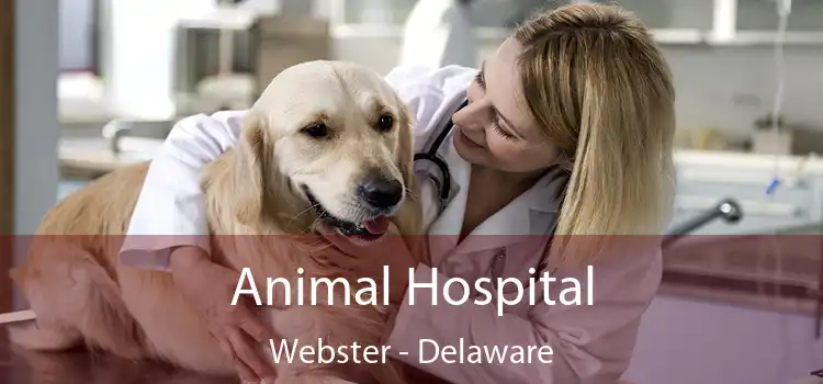 Animal Hospital Webster - Delaware