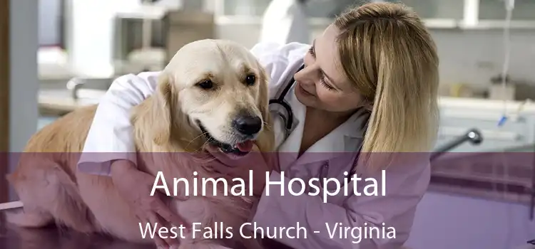 Animal Hospital West Falls Church - Virginia