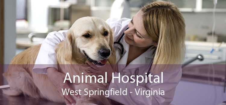 Animal Hospital West Springfield - Virginia