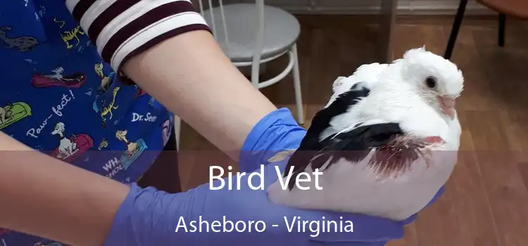 Bird Vet Asheboro - Virginia