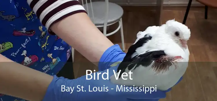 Bird Vet Bay St. Louis - Mississippi